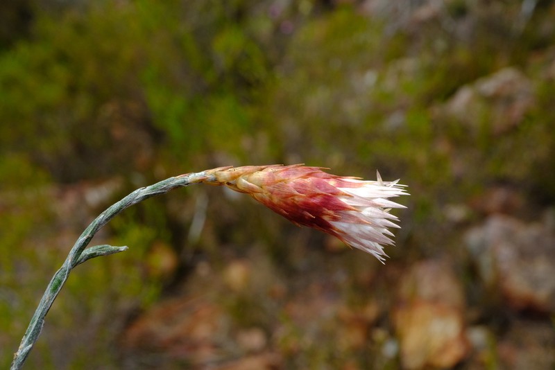 Helichrysum lancifolium photo 5
