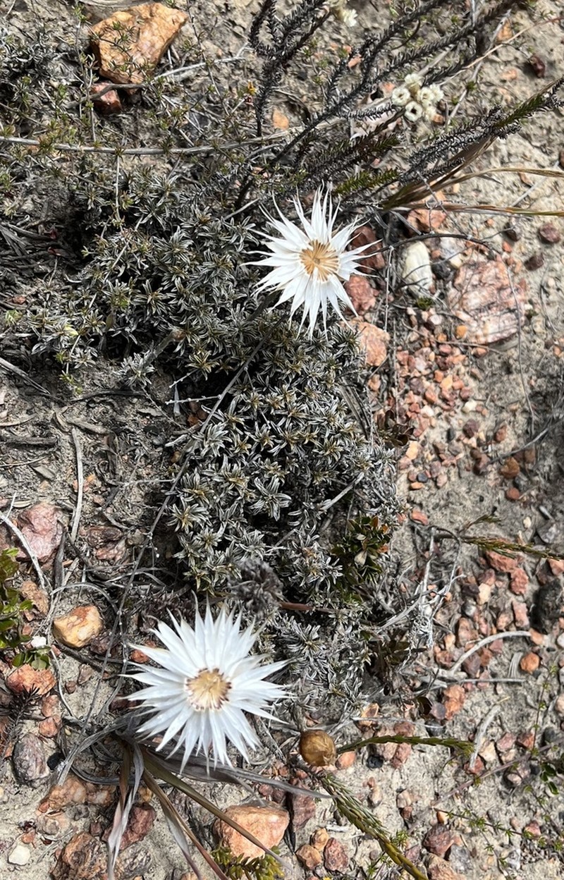 Helichrysum lancifolium photo 6