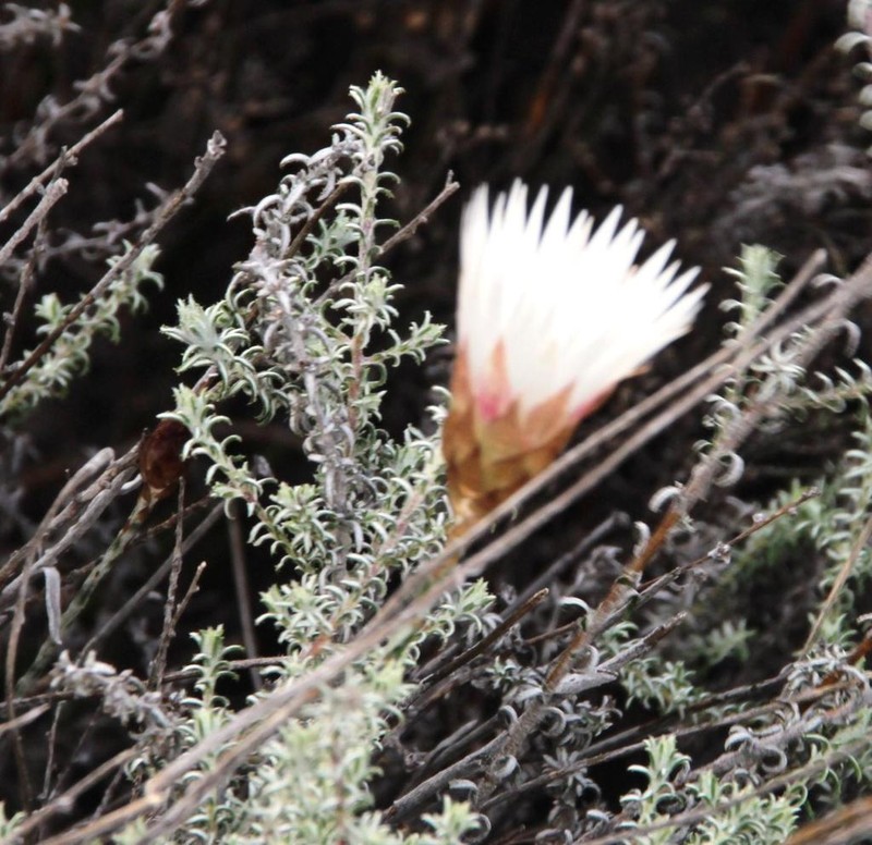 Helichrysum lancifolium photo 7