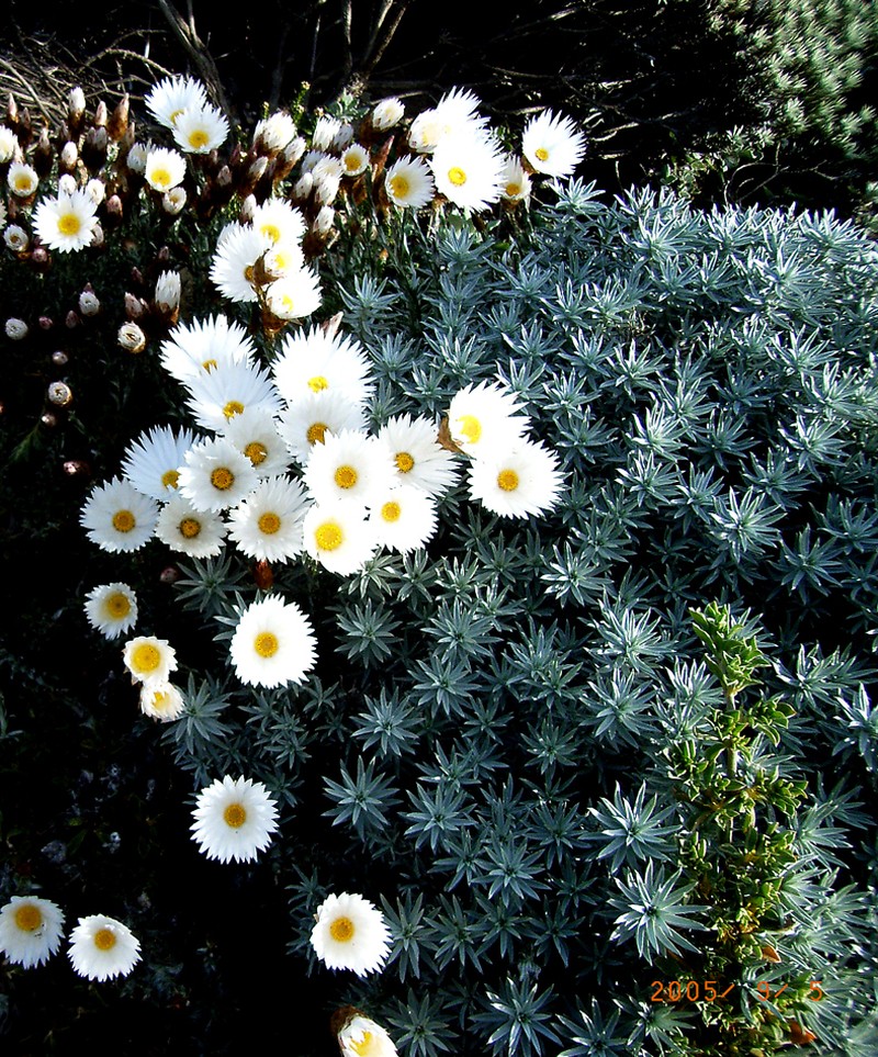 Helichrysum lancifolium photo 8
