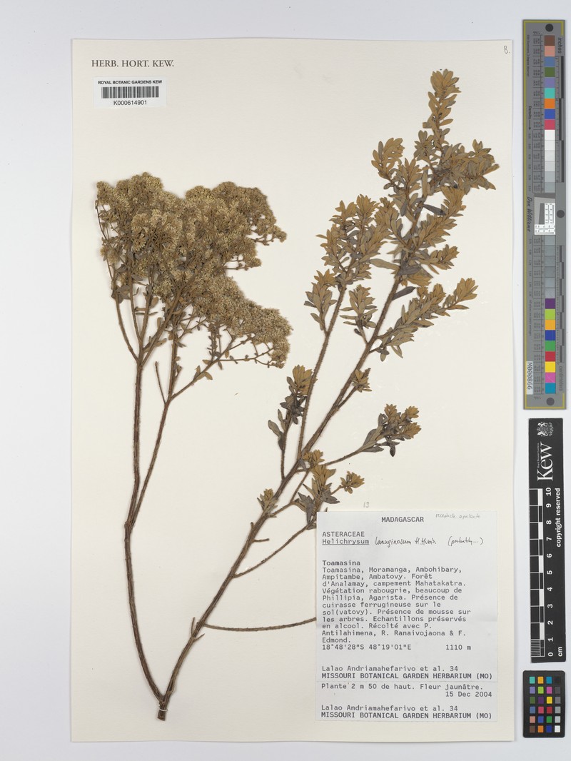 Helichrysum lanuginosum