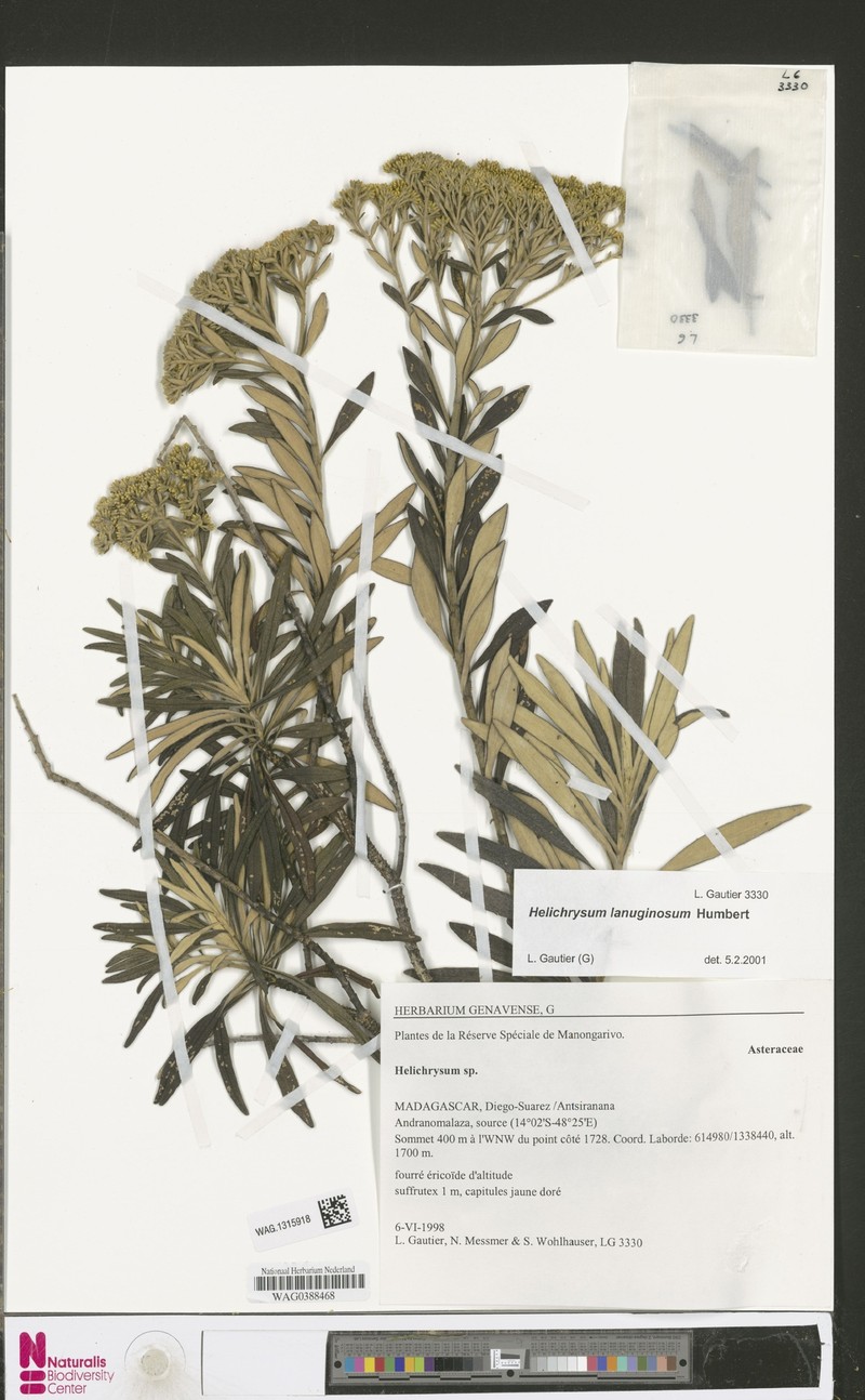 Helichrysum lanuginosum photo 2