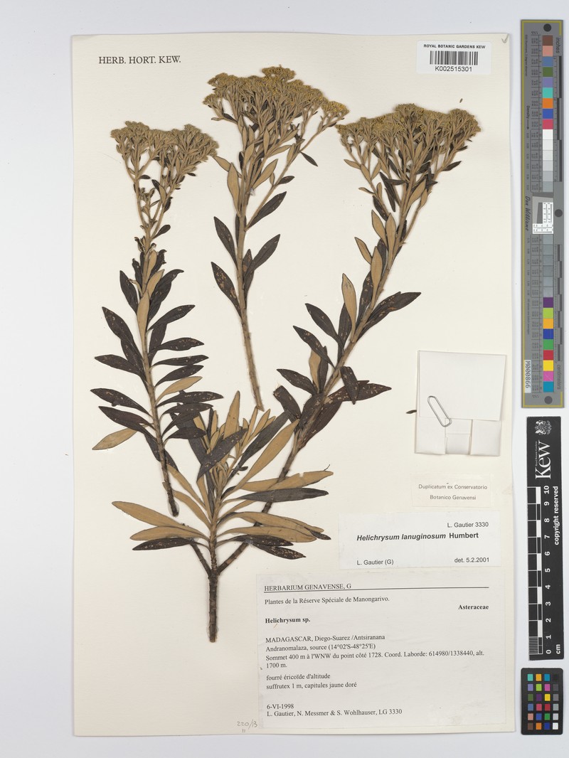 Helichrysum lanuginosum photo 3