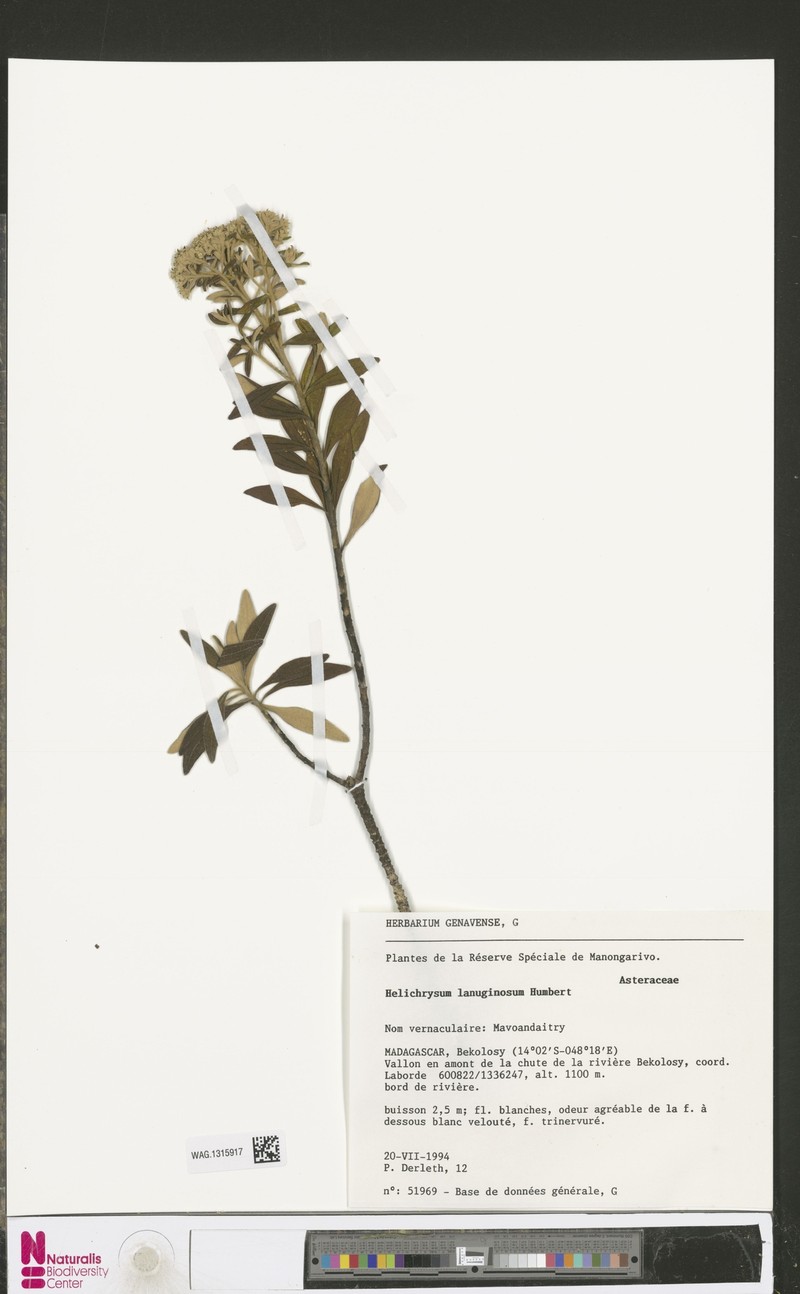 Helichrysum lanuginosum photo 4