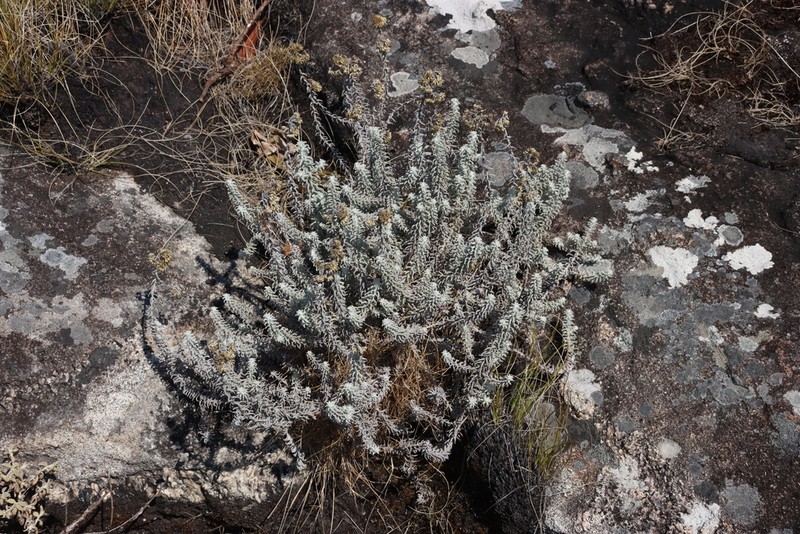 Helichrysum lastii