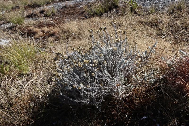 Helichrysum lastii photo 2