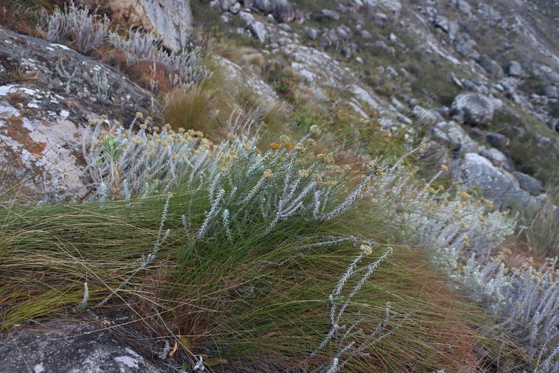 Helichrysum lastii photo 3