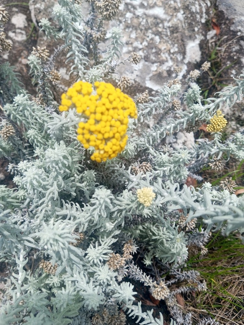 Helichrysum lastii photo 4