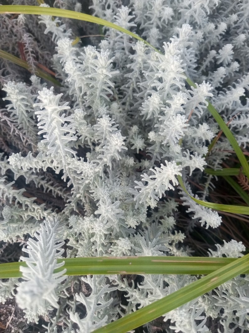 Helichrysum lastii photo 5