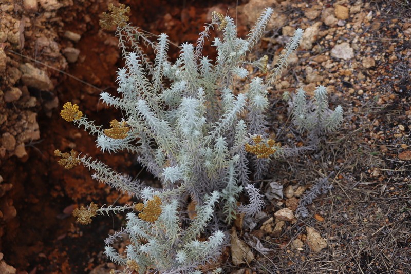 Helichrysum lastii photo 6
