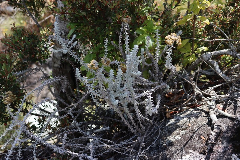 Helichrysum lastii photo 7