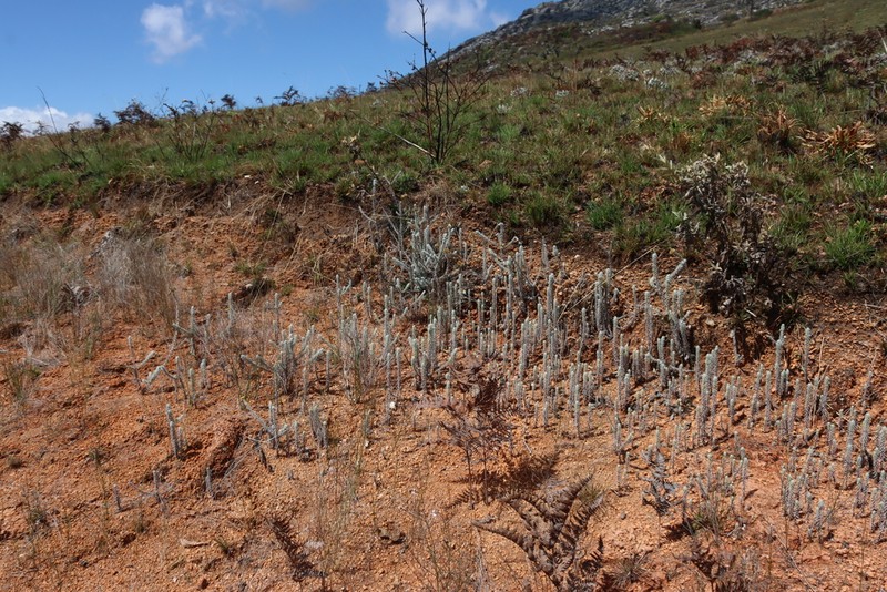Helichrysum lastii photo 8