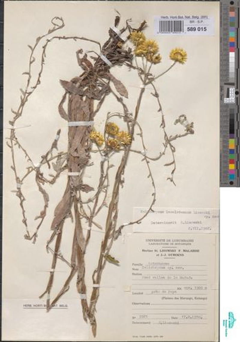 Helichrysum lawalreeanum