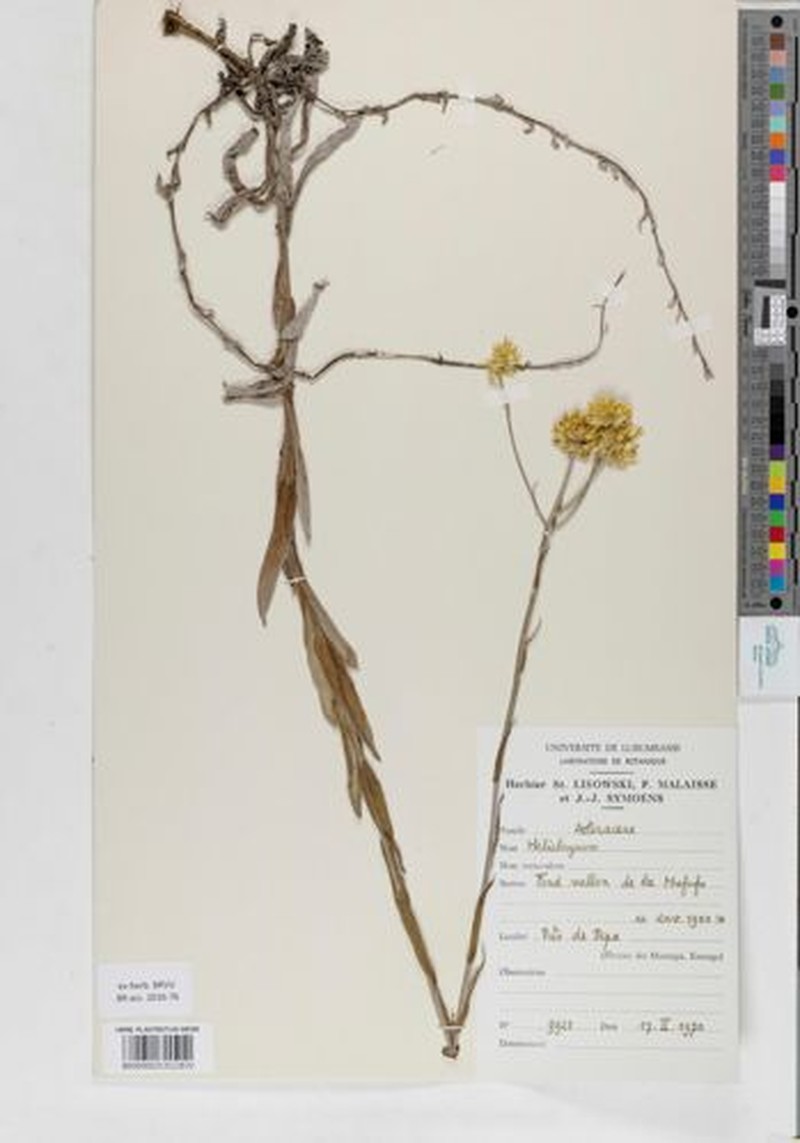 Helichrysum lawalreeanum photo 3