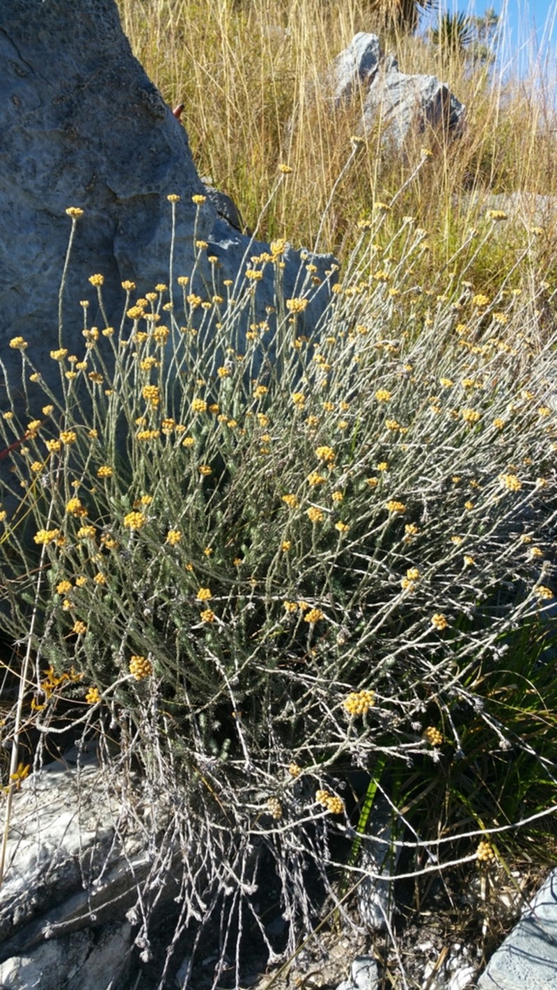 Helichrysum lecomtei
