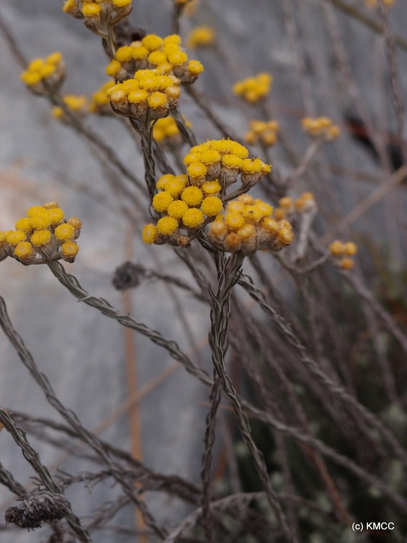Helichrysum lecomtei photo 2