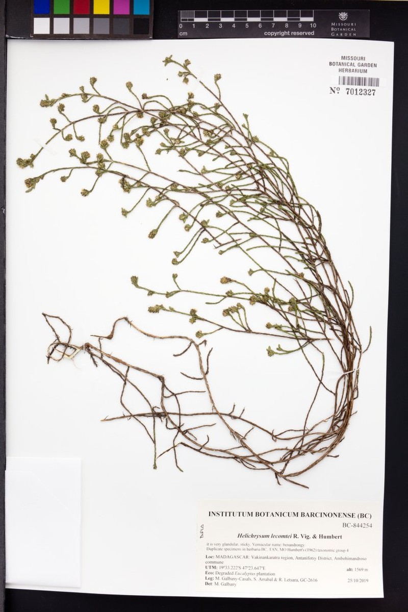 Helichrysum lecomtei photo 4