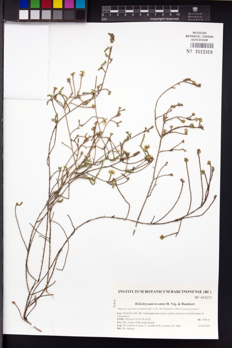 Helichrysum lecomtei photo 5
