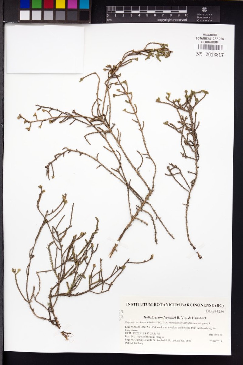 Helichrysum lecomtei photo 6