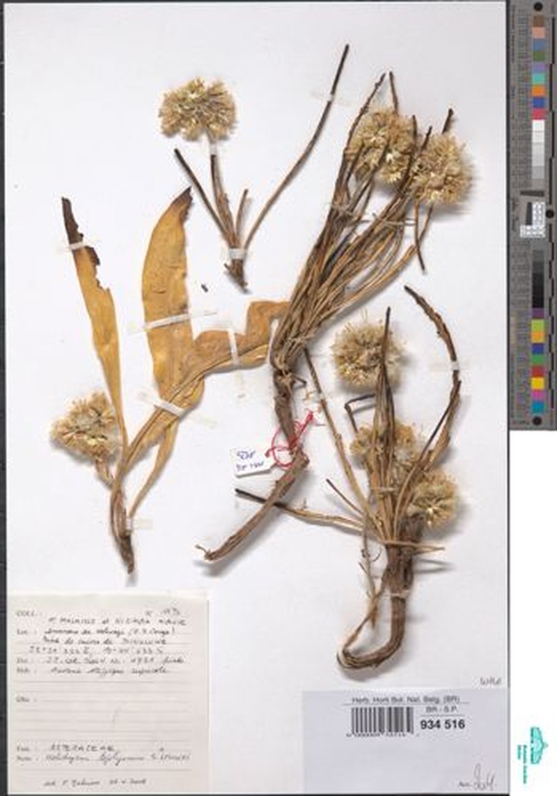 Helichrysum lejolyanum