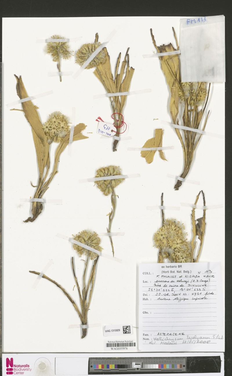 Helichrysum lejolyanum photo 2