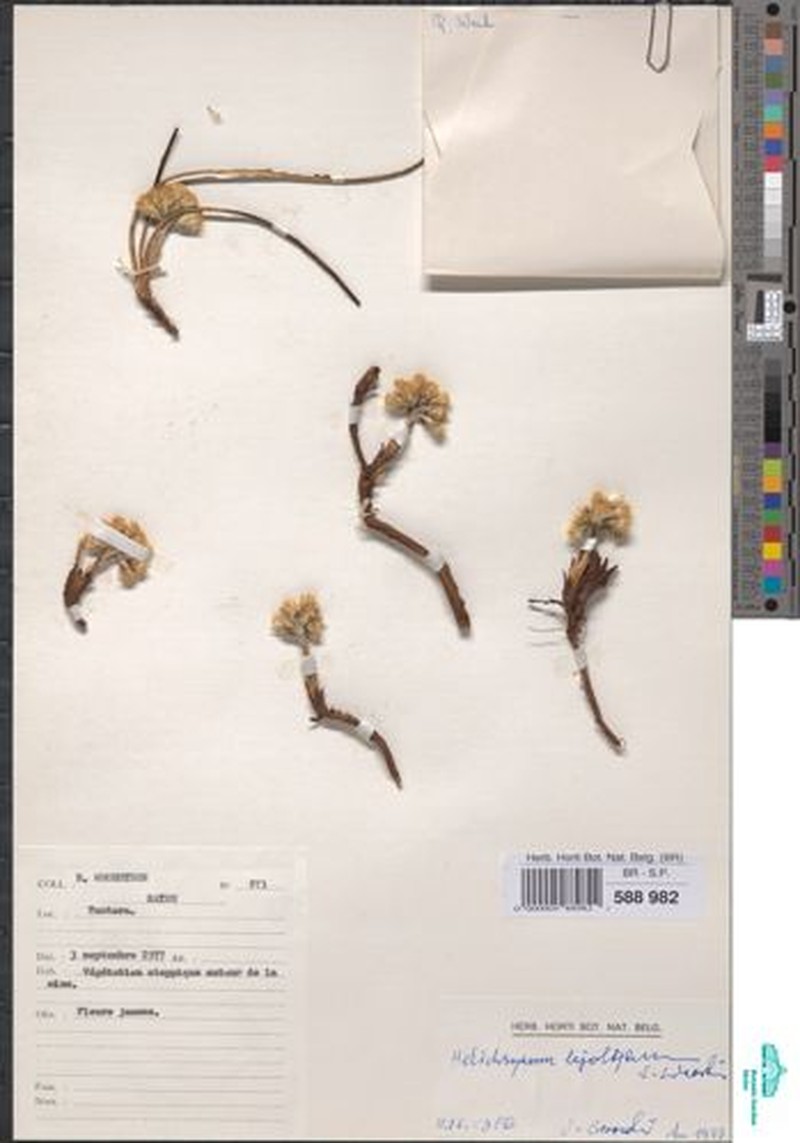 Helichrysum lejolyanum photo 3