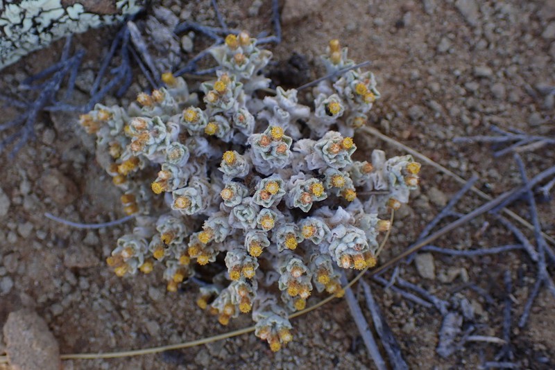 Helichrysum leontonyx photo 2