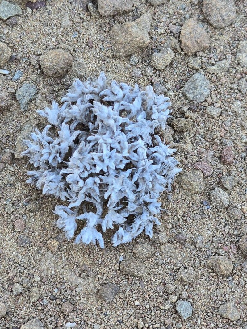 Helichrysum leontonyx photo 3