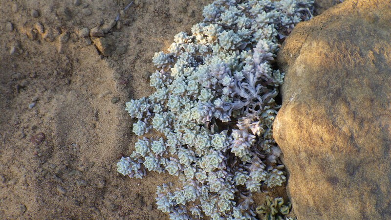 Helichrysum leontonyx photo 4