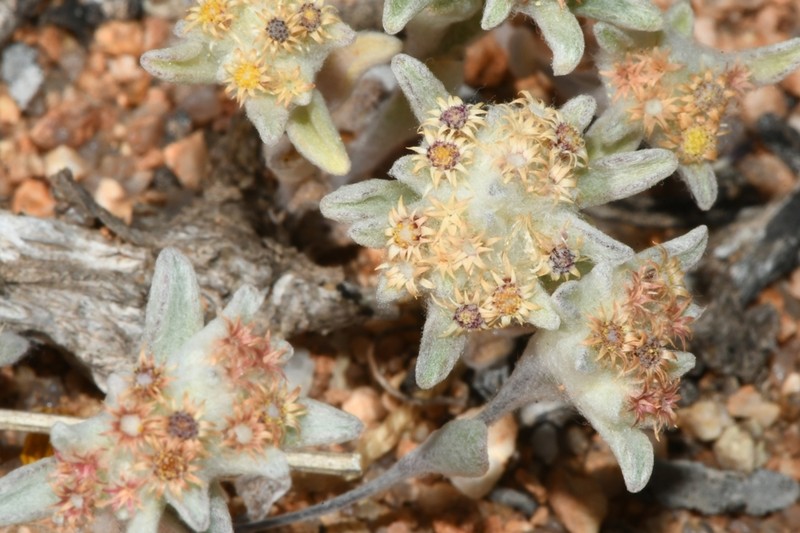 Helichrysum leontonyx photo 5