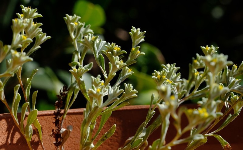 Helichrysum leontonyx photo 6