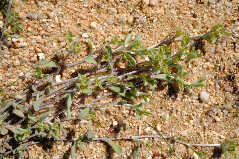 Helichrysum leontonyx photo 7