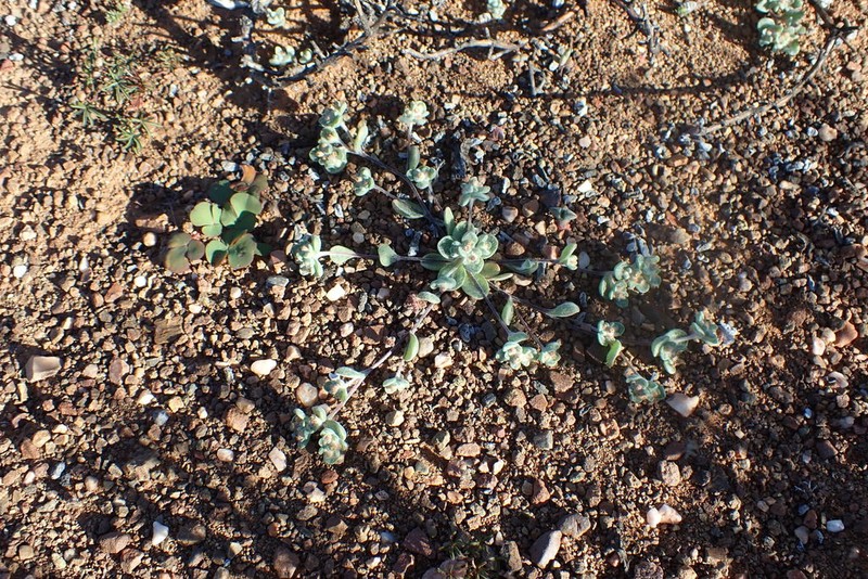 Helichrysum leontonyx photo 8