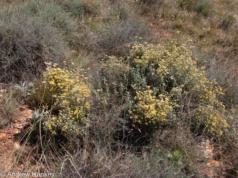 Helichrysum lepidissimum
