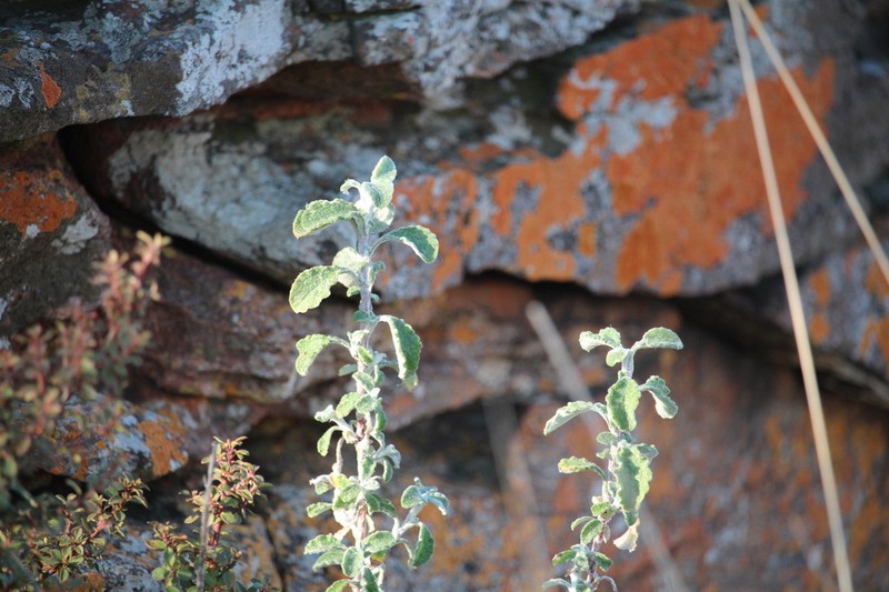 Helichrysum lepidissimum photo 2