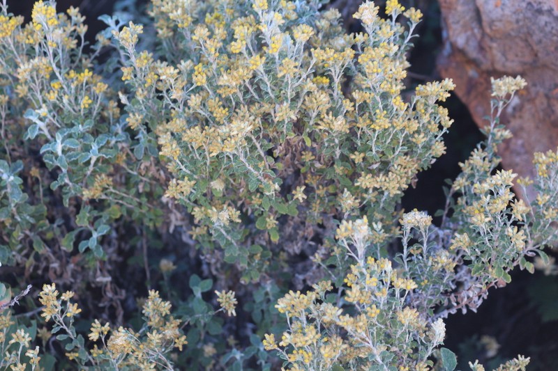Helichrysum lepidissimum photo 3