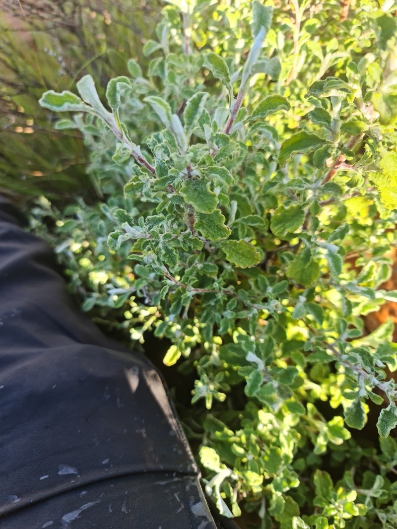 Helichrysum lepidissimum photo 4