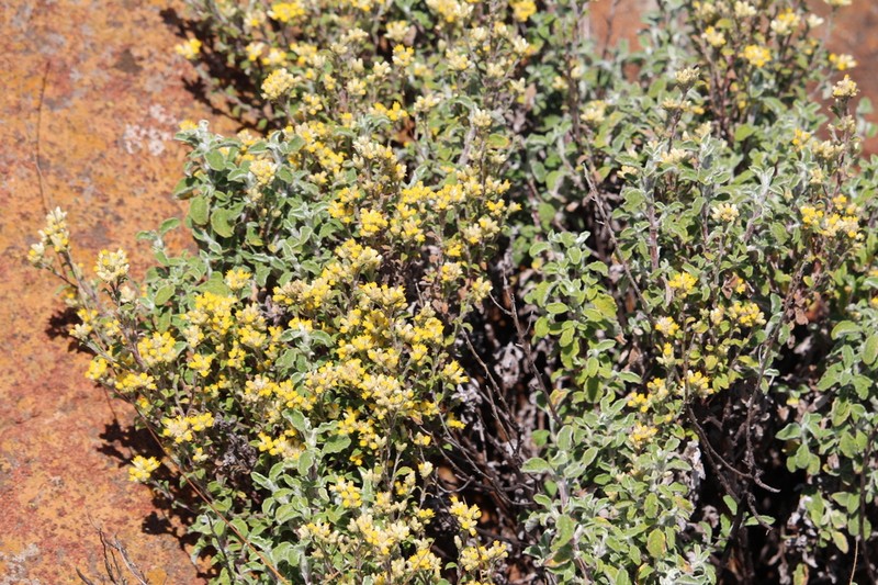 Helichrysum lepidissimum photo 5