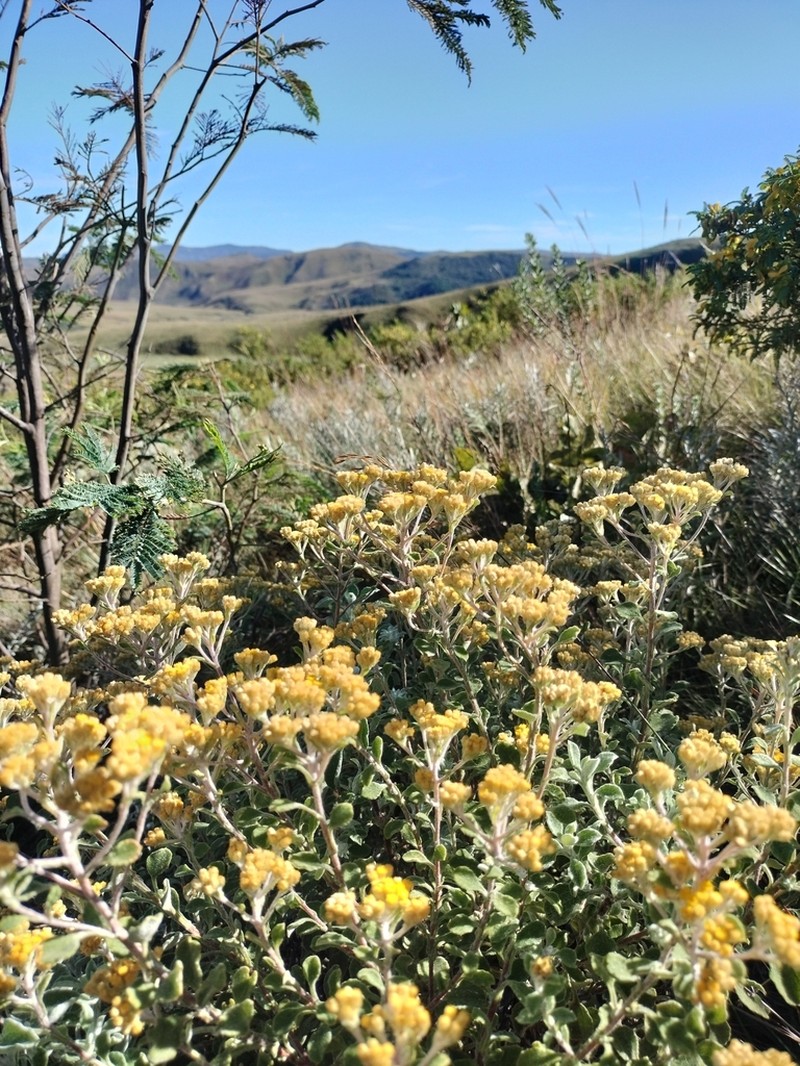 Helichrysum lepidissimum photo 6