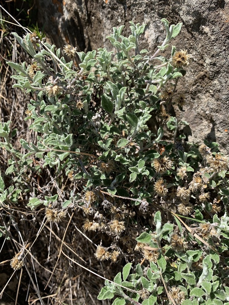 Helichrysum lepidissimum photo 8