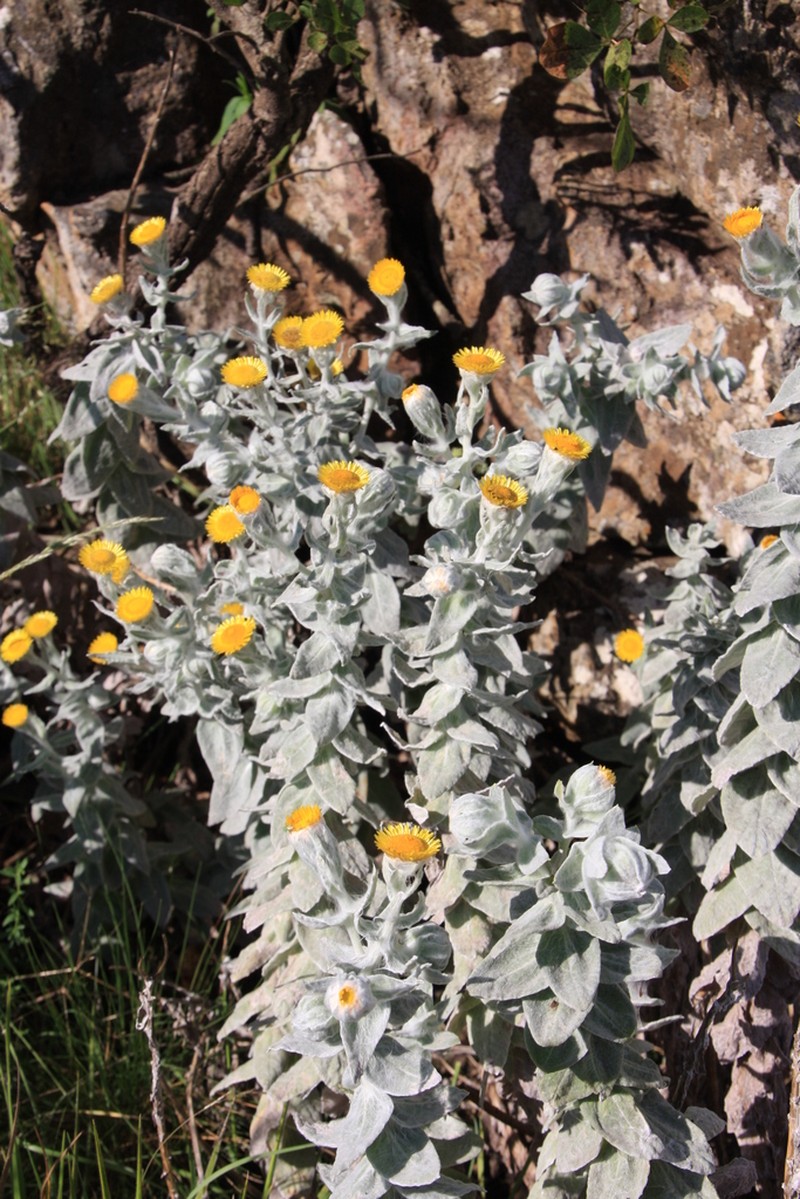 Helichrysum lesliei