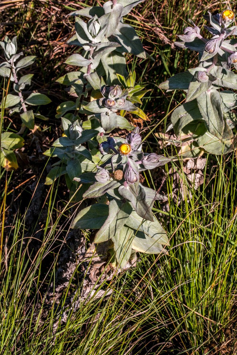 Helichrysum lesliei photo 3