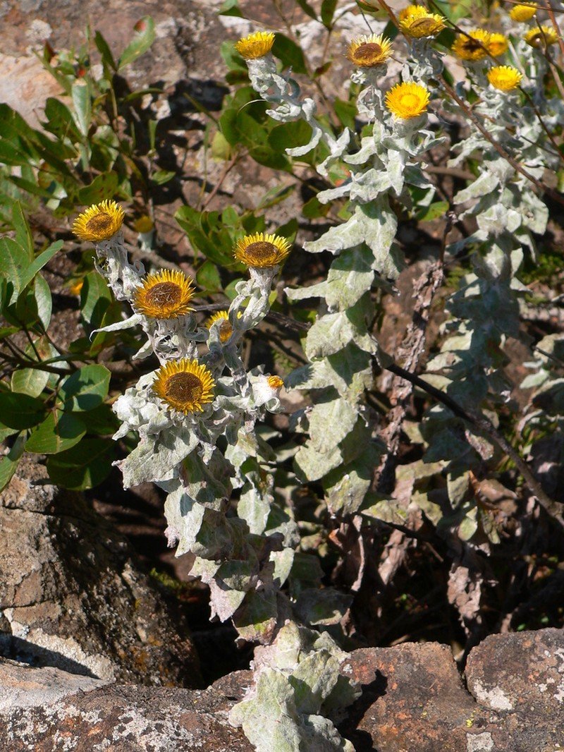 Helichrysum lesliei photo 5