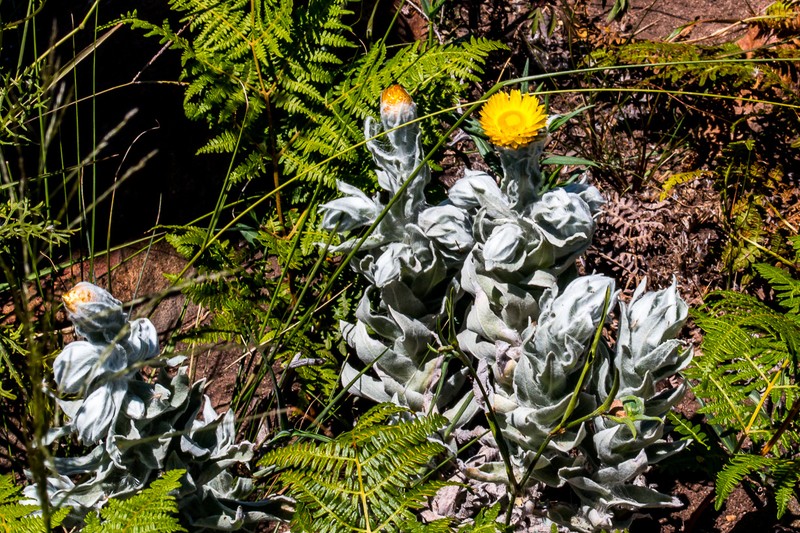 Helichrysum lesliei photo 6
