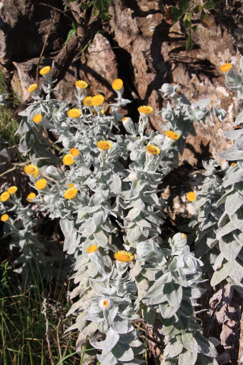 Helichrysum lesliei photo 7