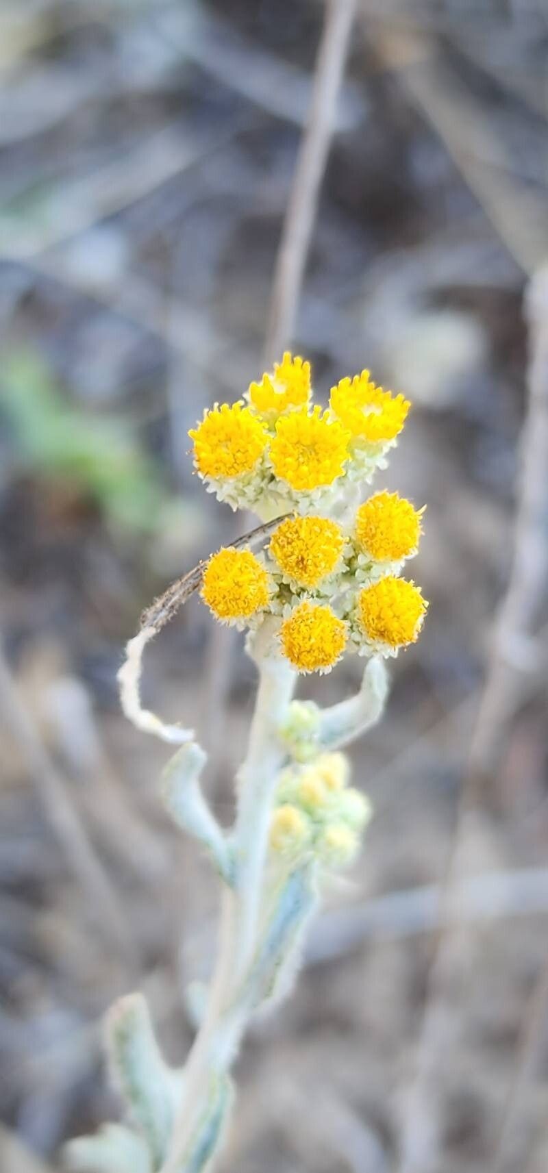 Helichrysum leucocephalum