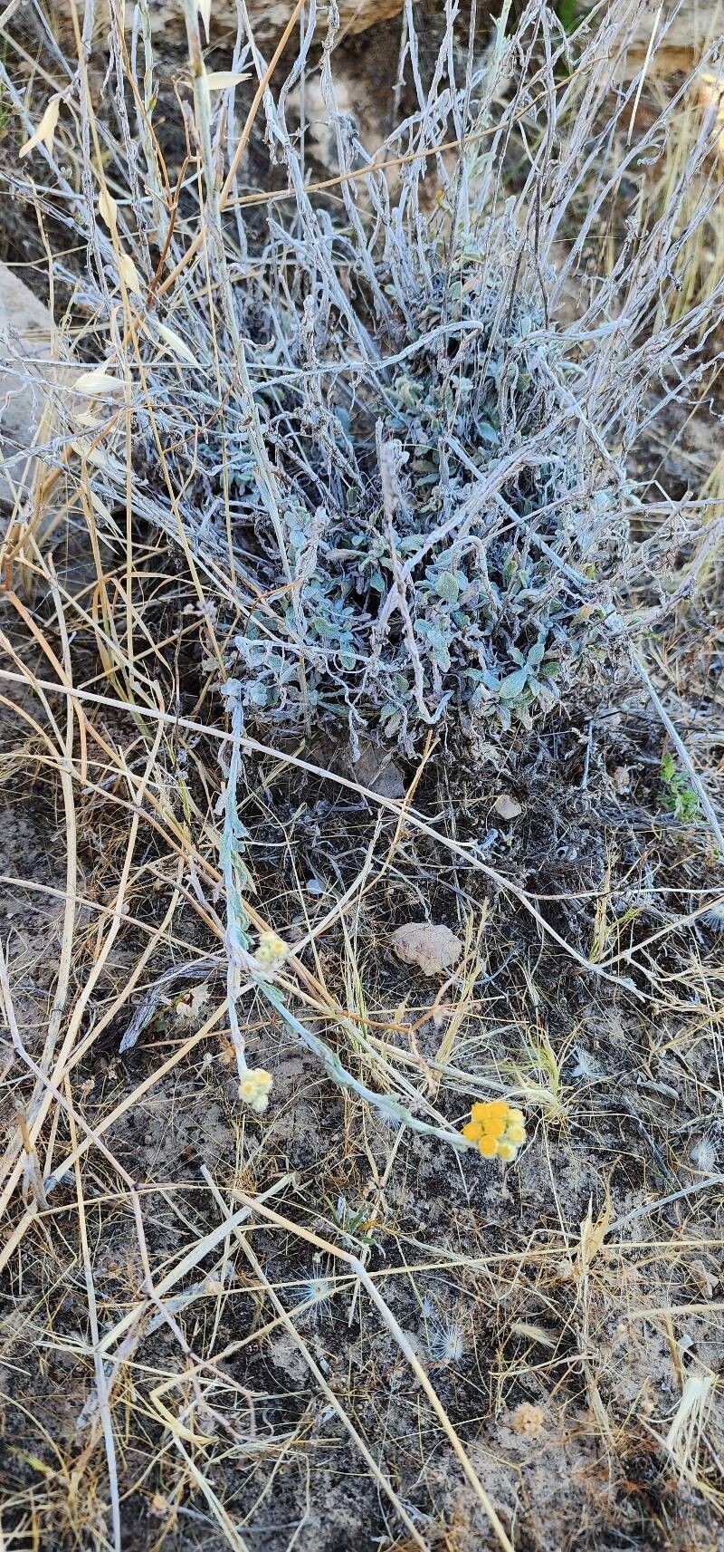 Helichrysum leucocephalum photo 2