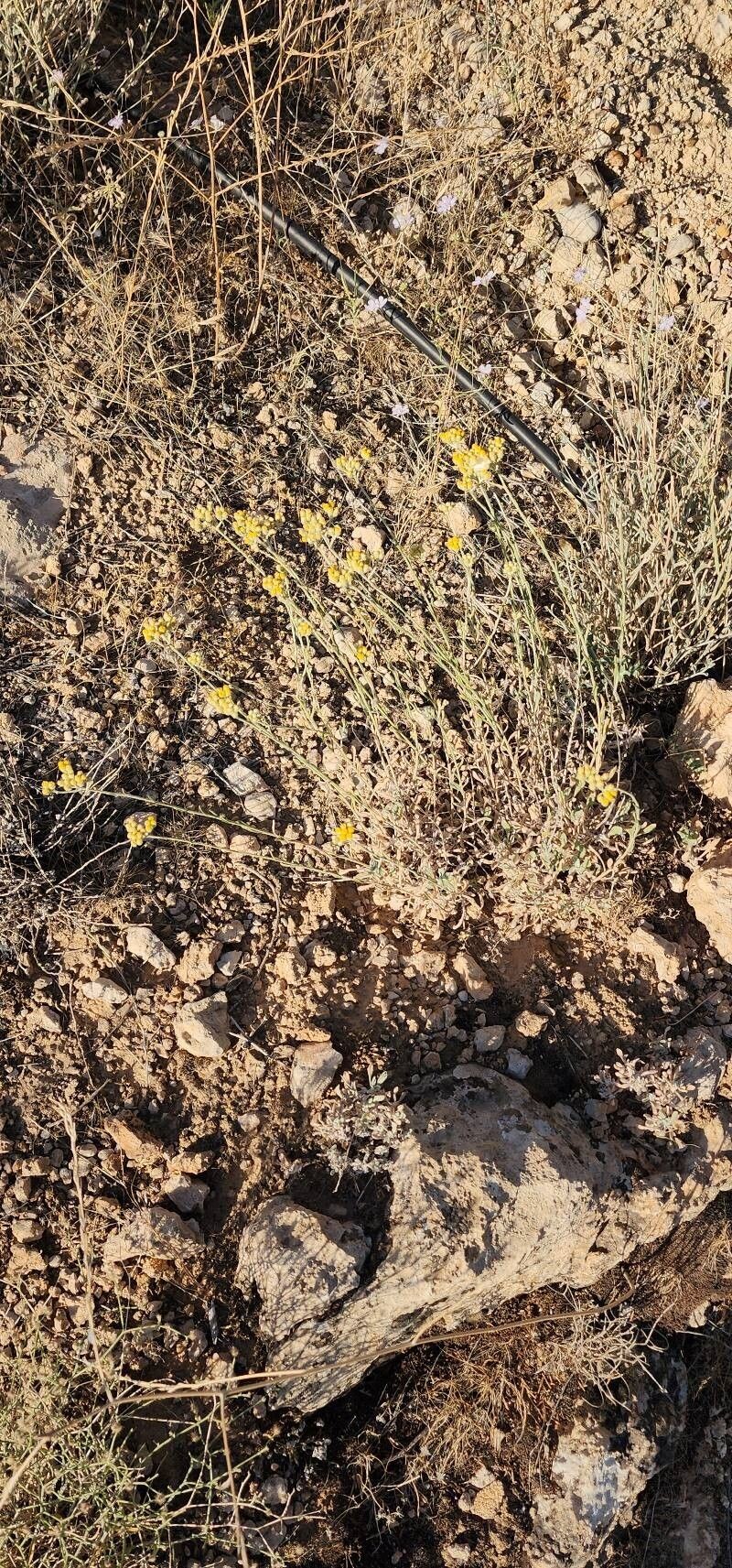 Helichrysum leucocephalum photo 3