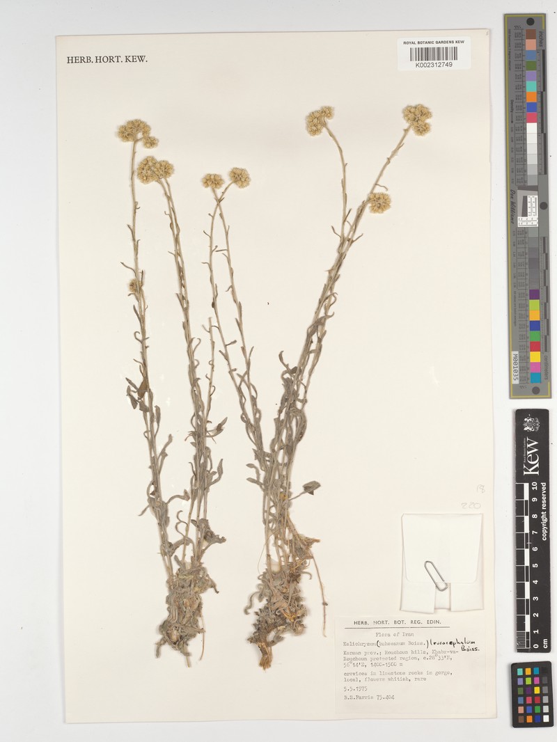 Helichrysum leucocephalum photo 4