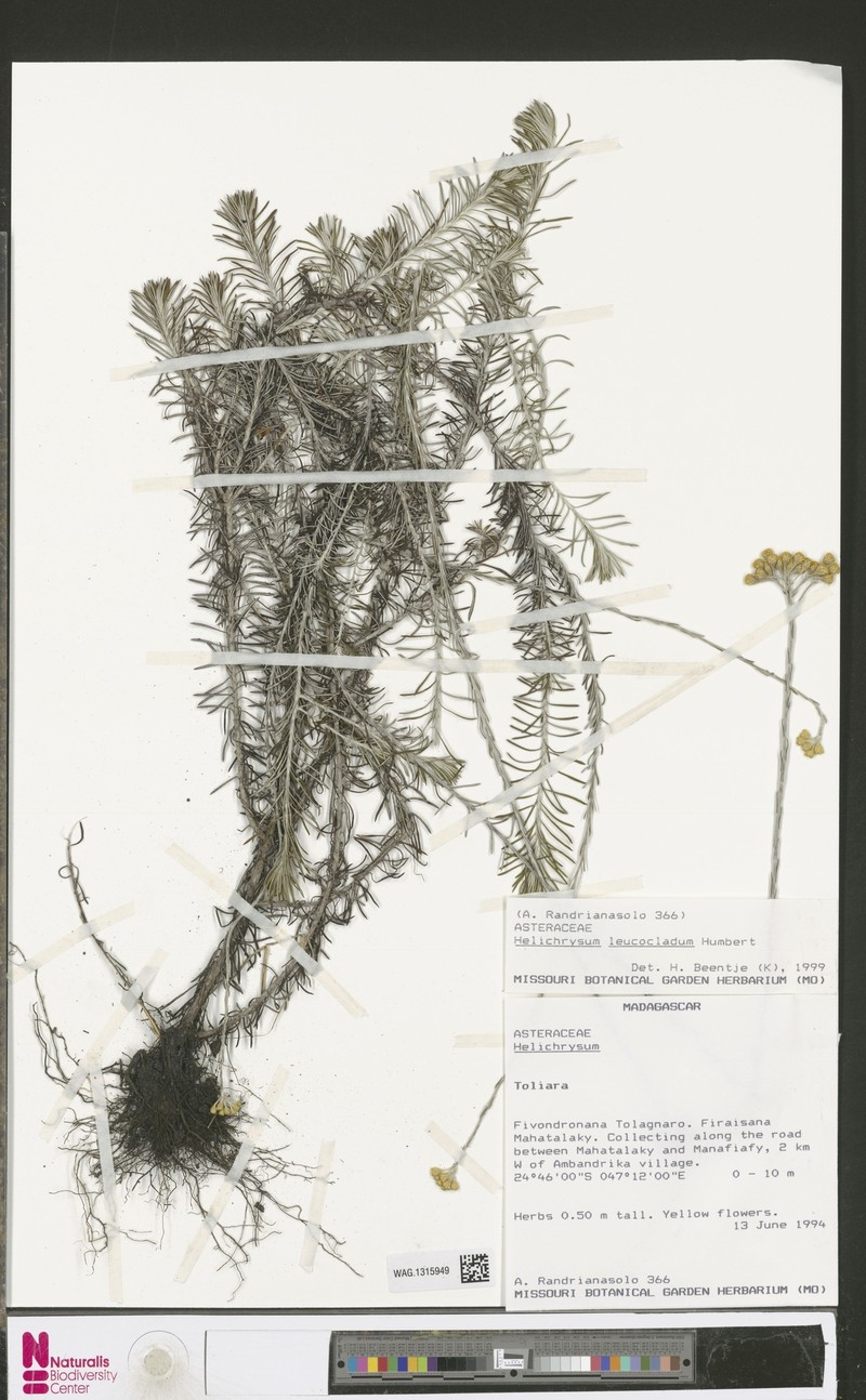 Helichrysum leucocladum